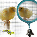 Accessoire : les miroirs conviennent-ils aux canaris, mandarins, et autres oiseaux à bec droit ?