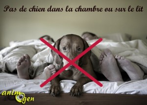 Education canine : liste des prérogatives de dominance (règles et utilité)