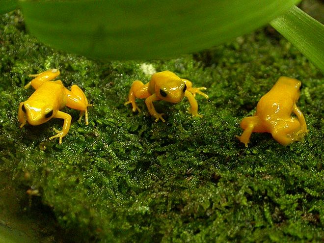 Amphibien : la Mantelle dorée, ou Mantella aurantiaca auriantaca 