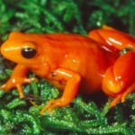 Amphibien : la Mantelle dorée, ou Mantella aurantiaca auriantaca 