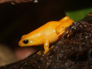 Amphibien : la Mantelle dorée, ou Mantella aurantiaca auriantaca