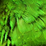 Le pigment vert chez les perroquets, illusion ou réalité ?