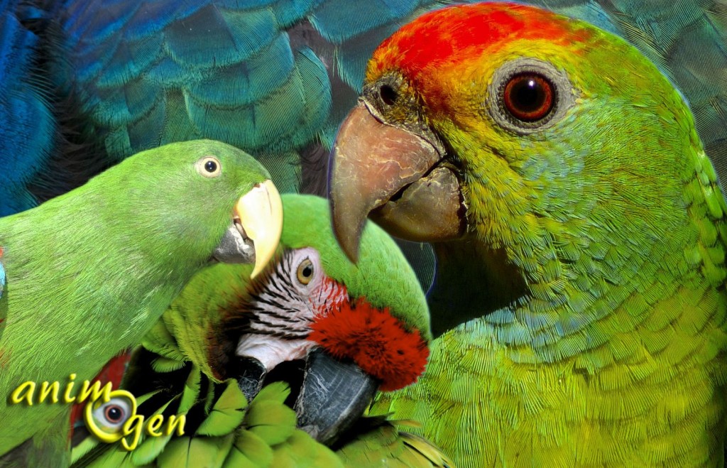 Le pigment vert chez les perroquets, illusion ou réalité ?