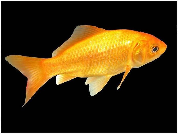 Poisson d'eau douce : le carassin, dit poisson rouge, ou Carassius auratus auratus