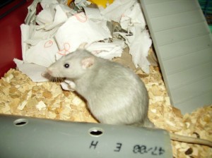 La grossesse chez le rat : la reconnaître et s'y préparer