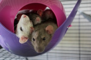 Les rats, animaux de compagnie aux multiples facettes