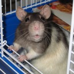 Les rats, animaux de compagnie aux multiples facettes