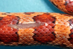 Les reptiles comme animaux de compagnie (implications,risques, précautions)