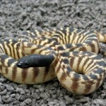 Les reptiles comme animaux de compagnie (implications,risques, précautions)