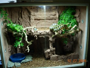 Les reptiles comme animaux de compagnie (implications,risques, précautions)