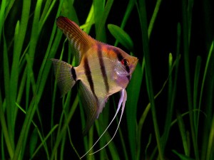 Le scalaire, ou Pterophyllum scalare, poisson ange de nos aquariums d'eau douce