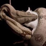 Alimentation des reptiles : préparer les aliments vivants ou morts d'un serpent