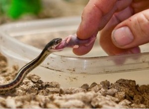 Alimentation des reptiles : préparer les aliments vivants ou morts d'un serpent
