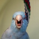 Comportement sexuel des perroquets de compagnie : rôle de la maturité sexuelle et place du maître