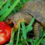 L'alimentation des tortues de terre