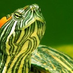 Reptiles : comment les tortues entendent-elles?