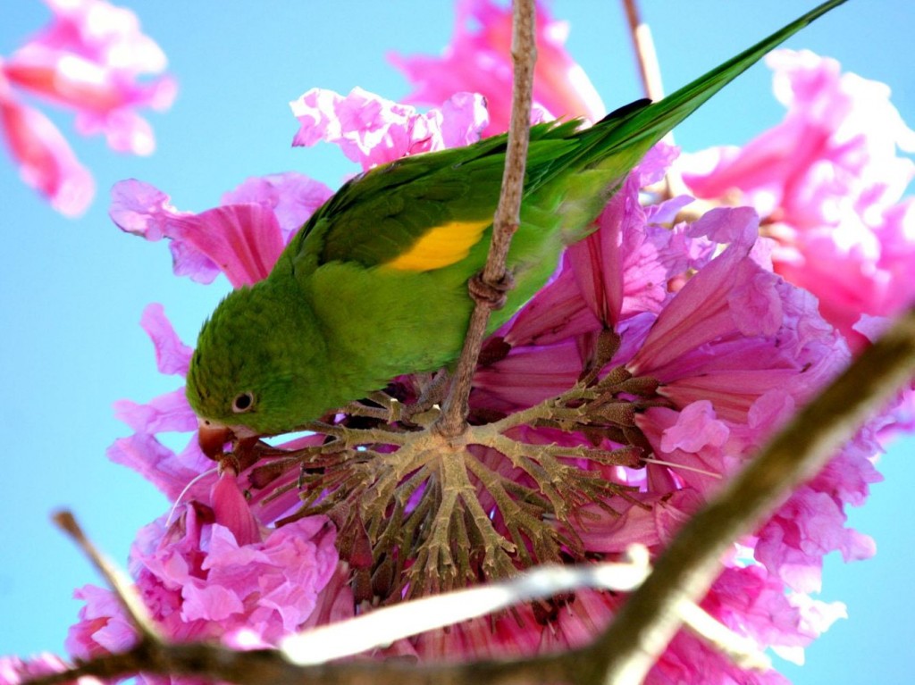 Les perroquets, pollinisateurs et jardiniers à l'état sauvage