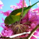 Les perroquets, pollinisateurs et jardiniers à l'état sauvage