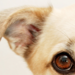 Secrets et astuces de l'éducation canine : une question de calme