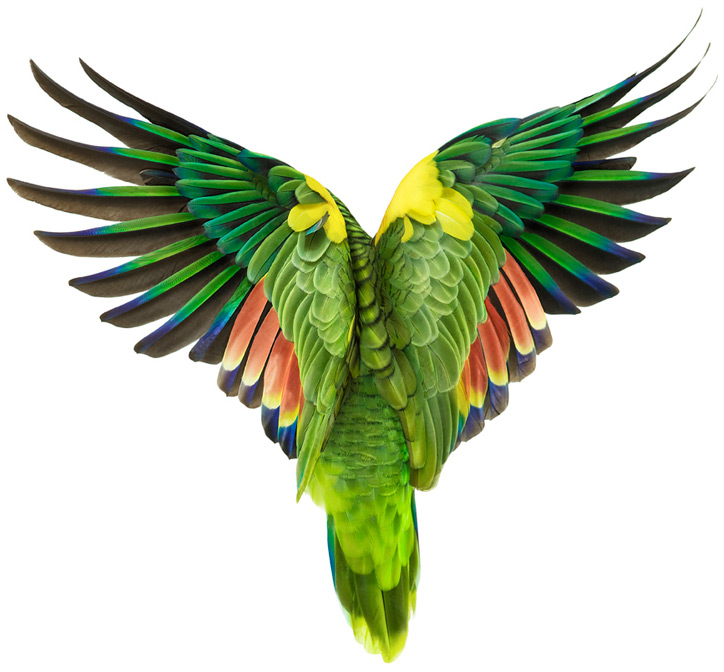Amazone-front-bleu-amazona-aestiva-esp%C3%A8ce-maintien-alimentation-caract%C3%A8re-d%C3%A9tention-perroquets-oiseaux-psittacid%C3%A9s-animal-animaux-compagnie-animogen-2.jpg