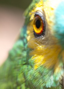 L'Amazone à front bleu, ou Amazona aestiva, un clown bavard dans un corps de perroquet