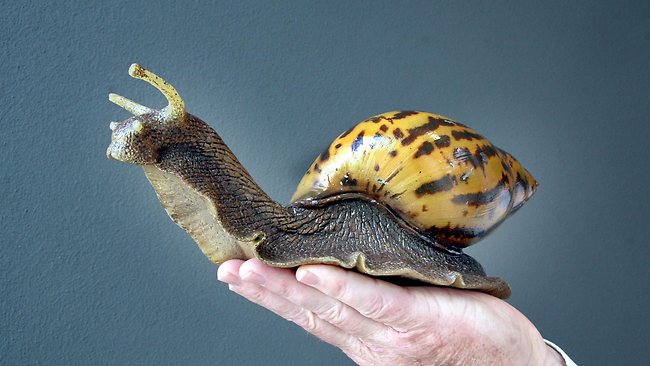 recherche Archachatina marginata (34) Archachatina-marginata-escargot-mollusque-terrestre-g%C3%A9ant-tropical-chaleur-humidit%C3%A9-hermaphrodite-%C3%A9levage-reproduction-animal-animaux-compagnie-animogen-