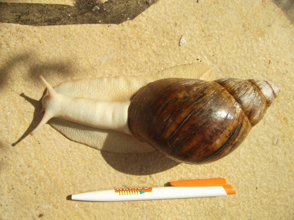 L’Archachatina marginata, un escargot terrestre géant de bonne compagnie animOgen