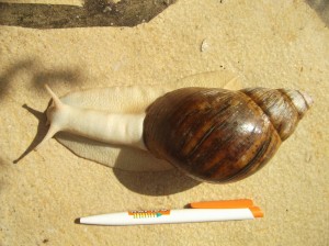 L'Archachatina marginata, un escargot terrestre géant de bonne compagnie