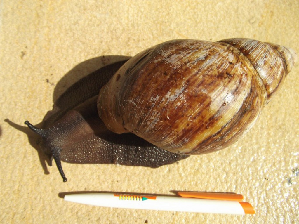 L’Archachatina marginata, un escargot terrestre géant de bonne compagnie animOgen