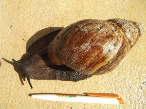 L'Archachatina marginata, un escargot terrestre géant de bonne compagnie