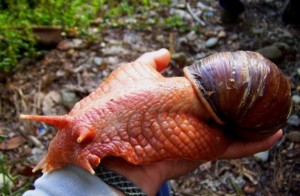 L'Archachatina marginata, un escargot terrestre géant de bonne compagnie