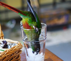 La Conure à joues vertes, ou Pyrrhura molinae molinae, petit perroquet au regard de séducteur