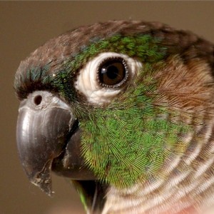 La Conure à joues vertes, ou Pyrrhura molinae molinae, petit perroquet au regard de séducteur