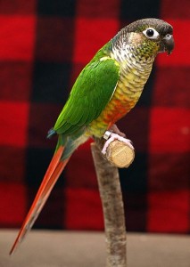 La Conure à joues vertes, ou Pyrrhura molinae molinae, petit perroquet au regard de séducteur