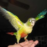 La Conure à joues vertes, ou Pyrrhura molinae molinae, petit perroquet au regard de séducteur