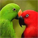 Le grand Eclectus, Eclectus, ou Eclectus roratus