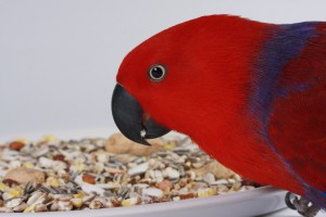 Le grand Eclectus, Eclectus, ou Eclectus roratus