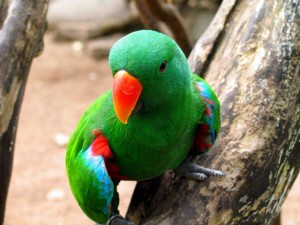 Le grand Eclectus, Eclectus, ou Eclectus roratus