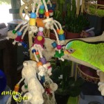 Barrels of fun (Nobby), un jouet à suspendre pour nos perroquets
