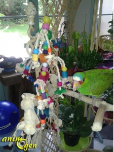 Barrels of fun (Nobby), un jouet à suspendre pour nos perroquets