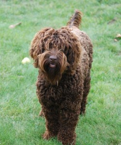 Le Labradoodle, un chien aux nombreux atouts