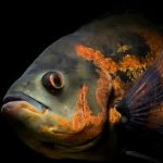 L'Oscar, Astronotus ocellatus, un attachant "poisson-chien" d'eau douce