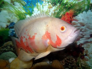 L'Oscar, Astronotus ocellatus, un attachant "poisson-chien" d'eau douce