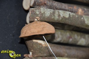 Accessoire pour rongeurs à fabriquer soi-même : le pont de bois suspendu