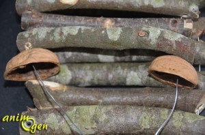 Accessoire pour rongeurs à fabriquer soi-même : le pont de bois suspendu