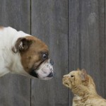 Comportement : pourquoi les chiens poursuivent-ils les chats ?