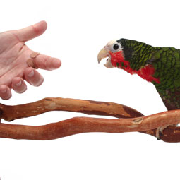 Comportement : l'agressivité liée au manque de socialisation chez le perroquet après le sevrage