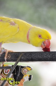 La betterave, un légume énergétique pour nos perroquets
