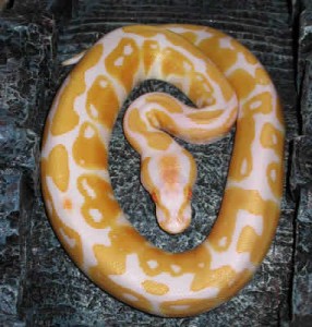 Alimentation des serpents : quel délai respecter entre la prise de nourriture et les manipulations ?