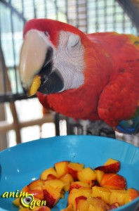 Alimentation : la nectarine jaune, un concentré d'énergie et de vitamines pour nos perroquets